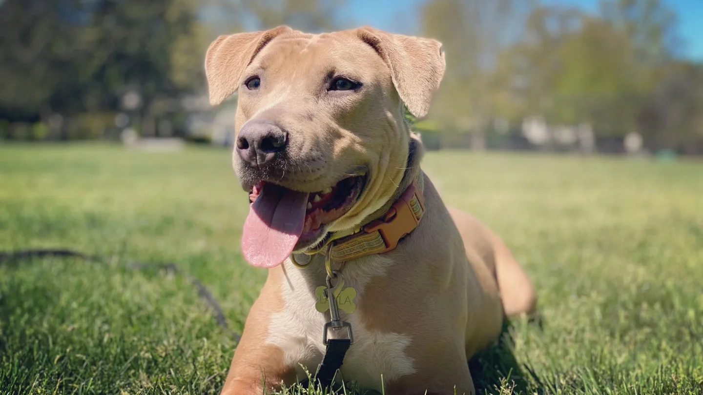 A happy tan client dog relaxing on the grass