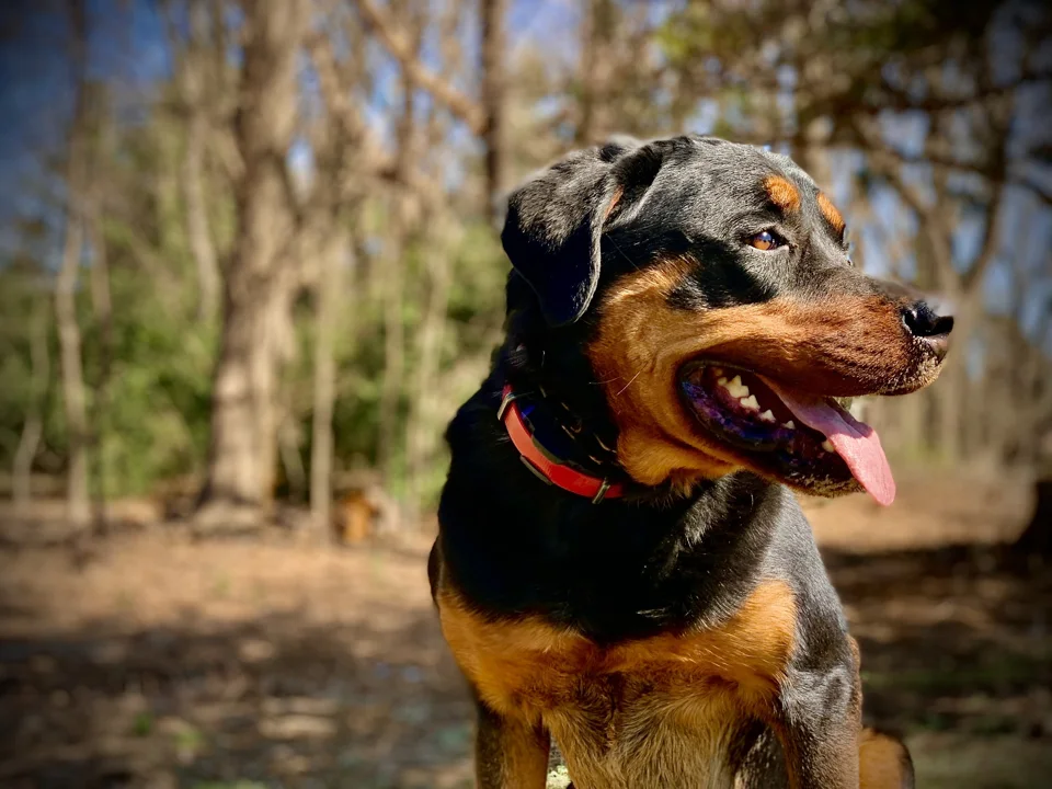 A black and tan client dog outdoors in the woods