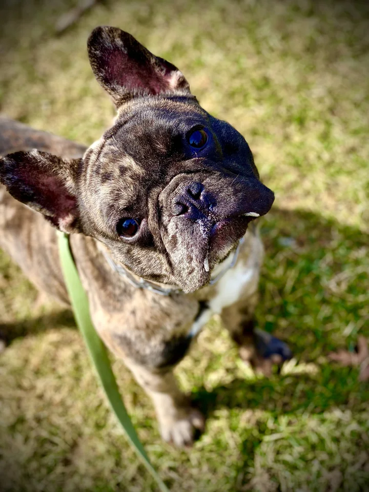 A brindle French Bulldog looking up from the grass