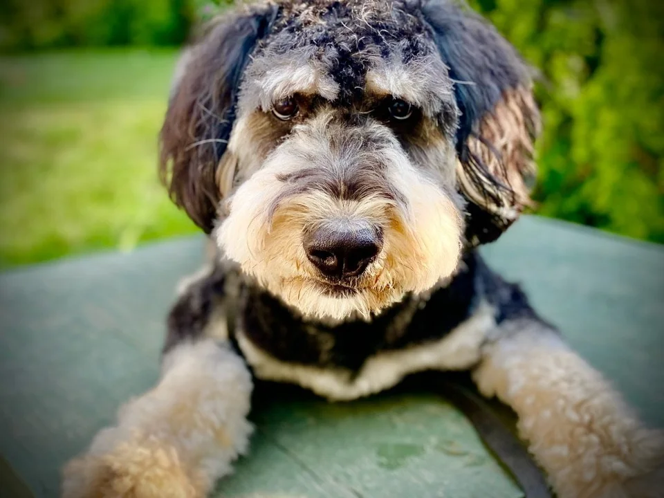 A fluffy black, white, and gray dog relaxing outdoors