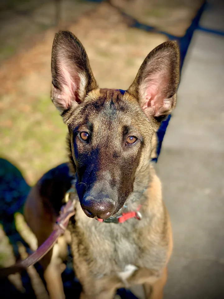 Zala, a Belgian Malinois, whose owner shared this review
