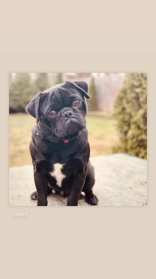 Leon, a Pug, whose owner shared this review