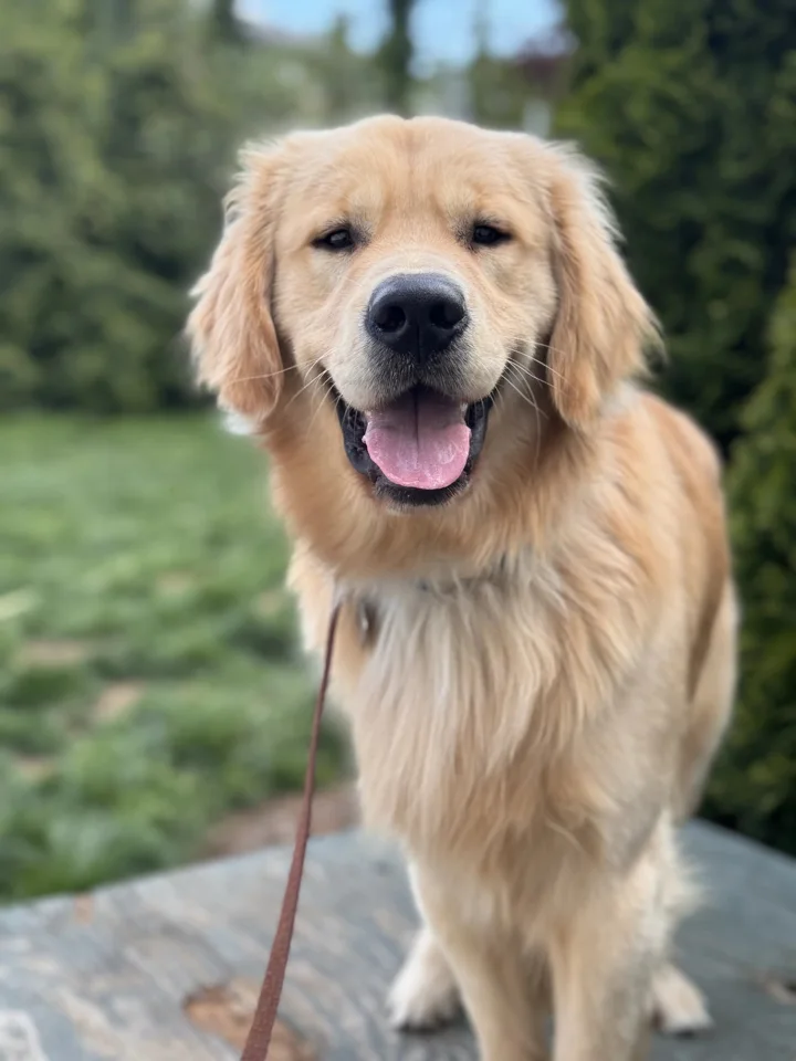 A happy golden retriever out on a walk