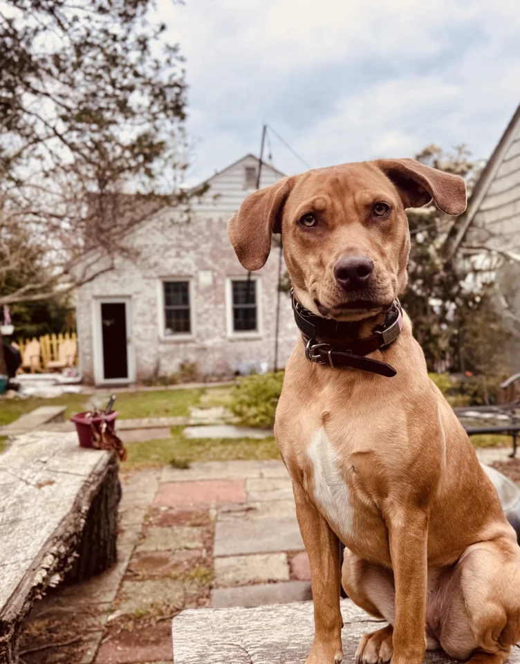 A floppy-eared dog sitting on a porch