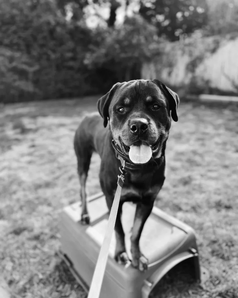 A black and white photo of a dog standing in a wheelbarrow