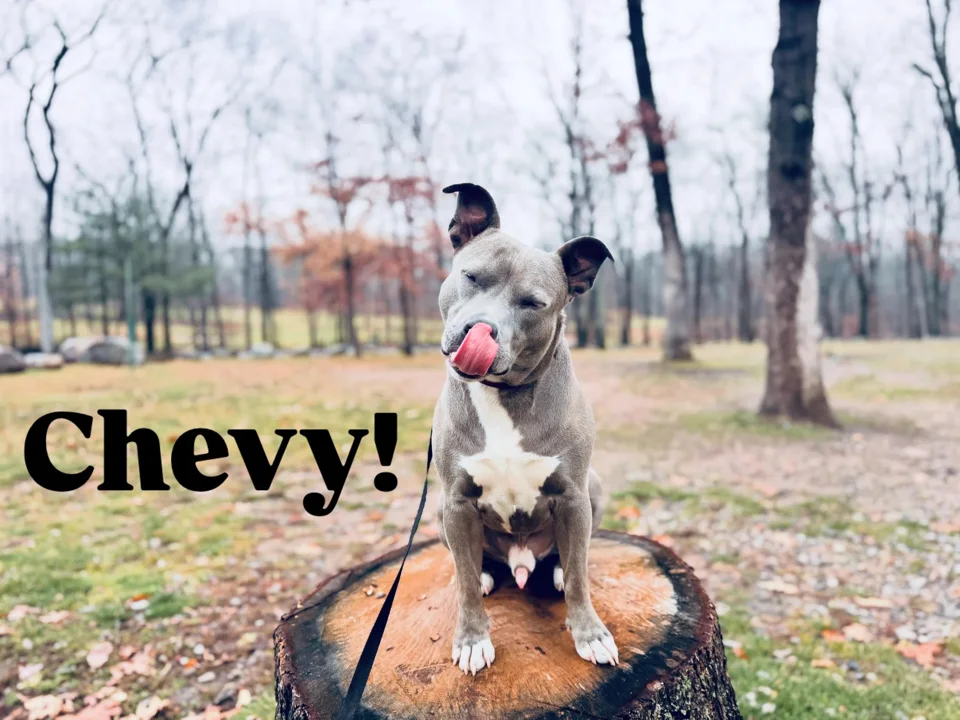 A dog sitting on a log during an outing